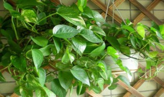 家里养绿萝的禁忌 家里养绿萝的禁忌有什么