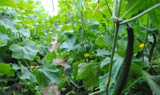 秋黄瓜种植时间和方法 有什么种植的技巧
