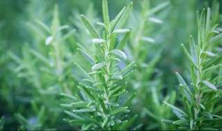 迷迭香该怎么保存 迷迭香的保存方法