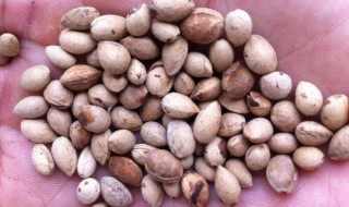 怎么保存樱桃种子 保存樱桃种子的方法