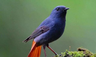 石燕鸟的养殖方法 一定不能渣养