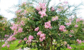 紫薇树的忌讳 紫薇树的忌讳什么