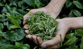 茶叶基本知识 茶叶的基础知识介绍
