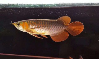 龙鱼怎么养 龙鱼的饲养方法