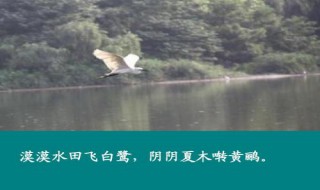 阴阴夏木啭黄鹂的上一句是什么 阴阴夏木啭黄鹂的上一句诗句是什么