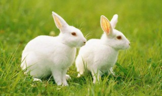 属兔的性格 他们都有什么特点