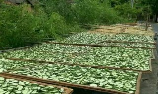 黄瓜晒干怎么晒才能绿 晒黄瓜干的方法