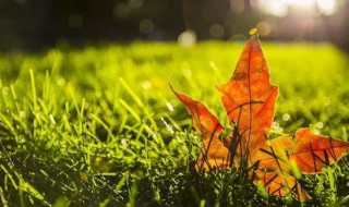 秋思的写作背景 秋思的写作背景简述