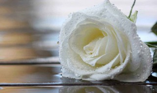 白玫瑰不能随便送人吗 白玫瑰有什么寓意