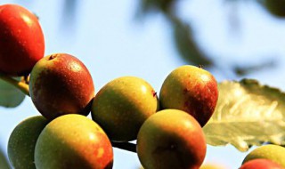 野酸枣的功效与作用 野酸枣的功效与作用是什么