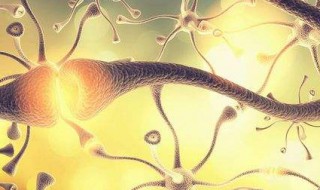 人体组织是什么意思 人体组织的含义