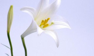 百合花适合室内养吗 不适合放在室内