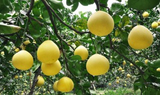 柚子的品种 柚子品种介绍