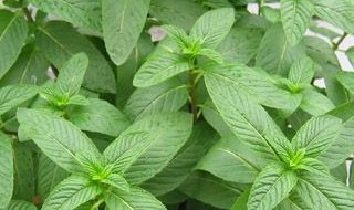 防蚊花卉有哪几种 防蚊花卉有哪些