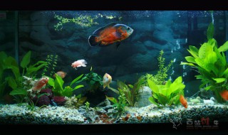 缸鱼怎么养 养缸鱼的方法