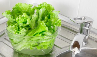 生菜如何清洗 生菜的清洗方法