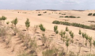 荒漠与荒漠化的区别 荒漠与荒漠化的区别是什么