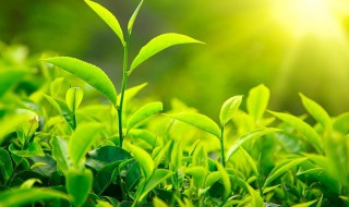 茶叶的由来简介 茶叶的由来介绍