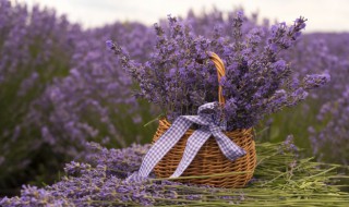 田野在召唤歌词 田野在召唤歌曲简介