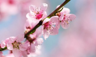 我爱桃花我爱家歌词 我爱桃花我爱家歌曲简介