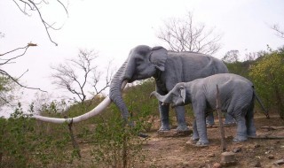 大象最初的由来 大象最初的由来简述