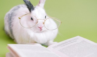 狼和鹿的故事 狼和鹿的故事是什么内容