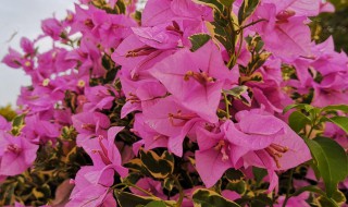 三角梅作文 关于三角梅作文