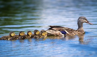 党领导下的美丽乡村作文 关于党领导下的美丽乡村作文