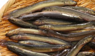 小儿健脾泥鳅汤的做法 小儿健脾泥鳅汤怎么做