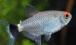 铅笔鱼的风水学应用 铅笔鱼的风水学的应用是什么