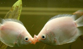 接吻鱼的风水学应用 接吻鱼的风水学应用有哪些