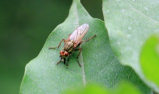 家里有小飞虫怎么办 花盆有小飞虫怎么办