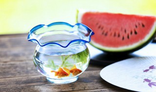 凤尾鱼的鱼缸摆放位置 凤尾鱼的鱼缸如何摆放