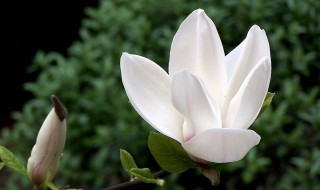 玉兰的养殖方法 玉兰怎么养