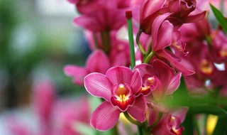 大花蕙兰的介绍 大花蕙兰的基本介绍