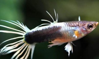 凤尾鱼的品种介绍 凤尾鱼的品种有哪些