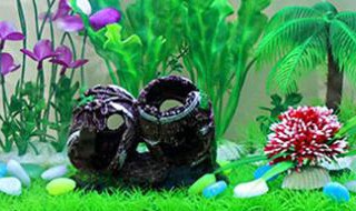 石头鱼的鱼缸摆放位置 石头鱼鱼缸摆放位置