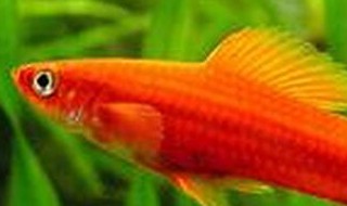 红箭鱼的品种介绍 红箭鱼的品种简介