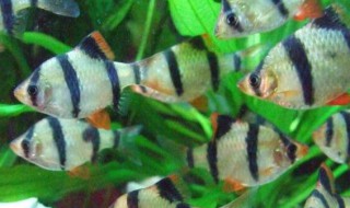 虎皮鱼的风水学应用 虎皮鱼的风水学应用是怎样的