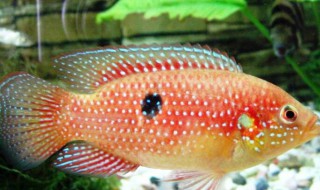 宝石鱼的品种介绍 宝石鱼的品种有哪些