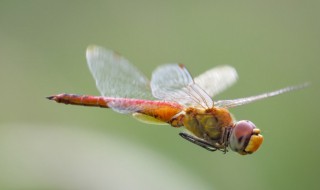 蜻蜓是怎么飞的 蜻蜓飞行的方法