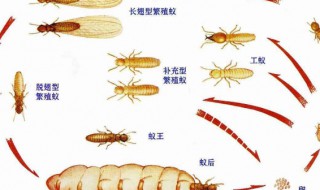 白蚁一般什么月份出来 白蚁的预防：
