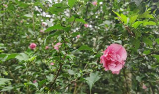 重瓣木槿花的养殖方法 重瓣木槿花如何养殖