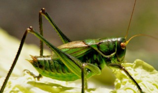 夏天常见的昆虫有哪些 昆虫的简介