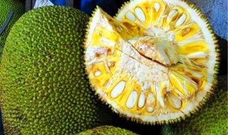 菠萝蜜是什么 菠萝蜜介绍