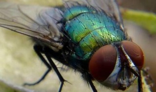 为什么有的苍蝇特别大 有的苍蝇特别大的原因