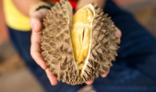 榴莲可以用吹风机催熟吗 榴莲用吹风机催熟可以吗