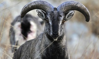 领头羊是指哪种人 领头羊指哪一类人