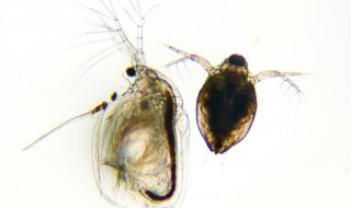 鱼虫对什么 鱼虫对是什么