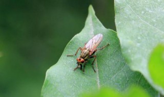 灯光下的小飞虫怎么消灭 怎么消灭灯光下的飞虫